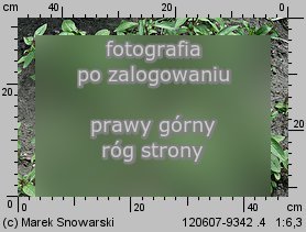 Clarkia amoena ssp. lindleyi (klarkia wdzięczna)