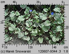 Phacelia campanularia (facelia dzwonkowata)