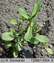 Legousia speculum-veneris (zwrotnica zwierciadło Wenery)