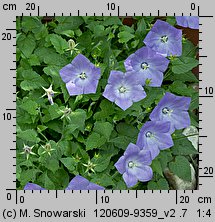 Campanula carpatica (dzwonek karpacki)