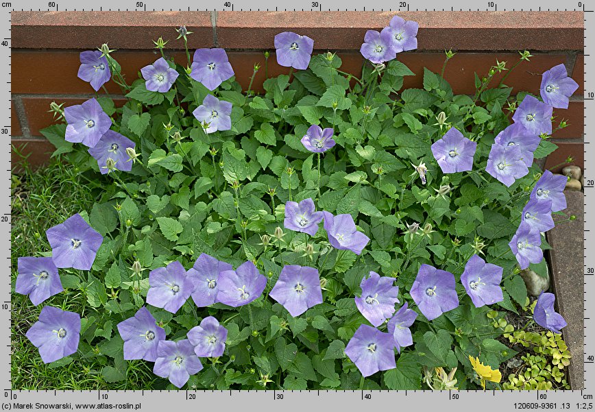 Campanula carpatica (dzwonek karpacki)