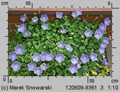 Campanula carpatica (dzwonek karpacki)