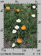 Eschscholzia californica (pozłotka kalifornijska)