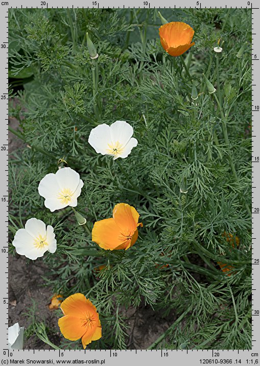 Eschscholzia californica (pozłotka kalifornijska)