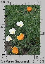 Eschscholzia californica (pozłotka kalifornijska)