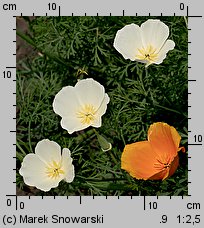 Eschscholzia californica (pozłotka kalifornijska)