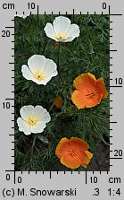 Eschscholzia californica (pozłotka kalifornijska)