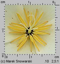 Eschscholzia californica (pozłotka kalifornijska)