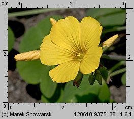 Oxalis valdiviensis (szczawik żółty (ogrodowy))