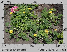 Oxalis valdiviensis (szczawik żółty (ogrodowy))