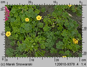 Oxalis valdiviensis (szczawik żółty (ogrodowy))