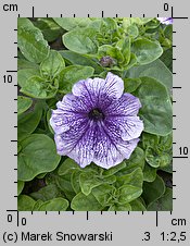 Petunia ×atkinsiana (petunia ogrodowa)