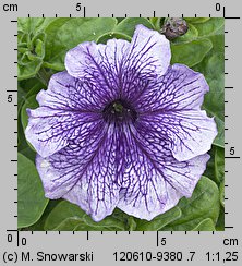 Petunia ×atkinsiana (petunia ogrodowa)