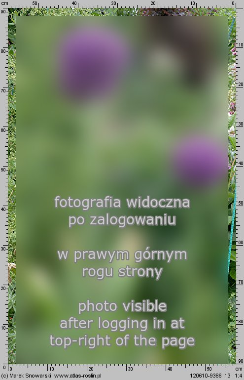 Allium giganteum (czosnek olbrzymi)