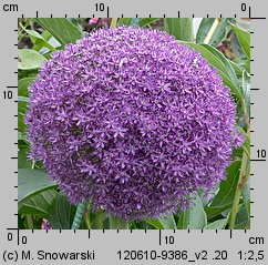 Allium giganteum (czosnek olbrzymi)