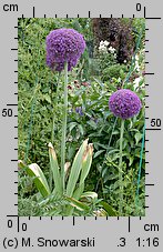 Allium giganteum (czosnek olbrzymi)