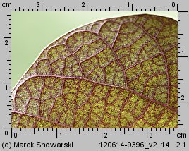 Lablab purpureus (fasolnik egipski)