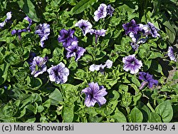 Petunia ×atkinsiana (petunia ogrodowa)