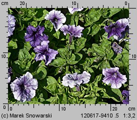 Petunia ×atkinsiana (petunia ogrodowa)