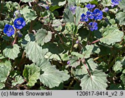 Phacelia campanularia (facelia dzwonkowata)