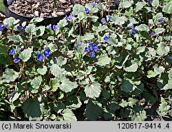 Phacelia campanularia (facelia dzwonkowata)