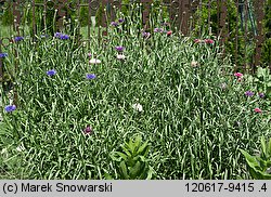 Centaurea cyanus (chaber bławatek)