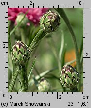 Centaurea cyanus (chaber bławatek)