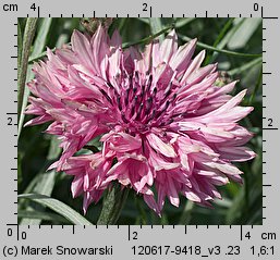 Centaurea cyanus (chaber bławatek)