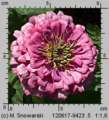 Zinnia elegans (cynia wytworna)