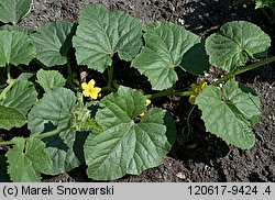 Cucumis melo (ogórek melon)