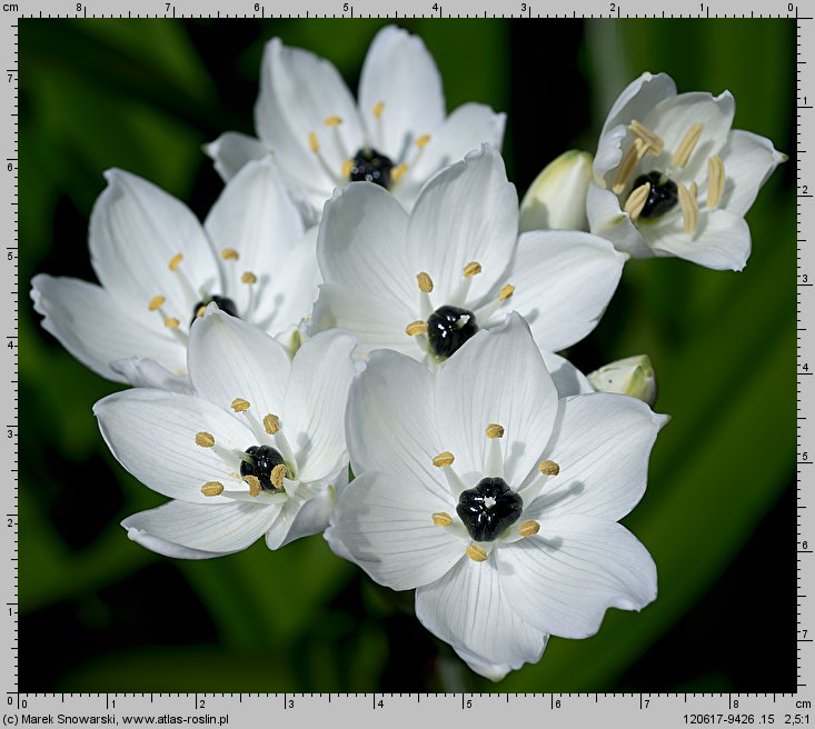 Ornithogalum arabicum (śniedek arabski)