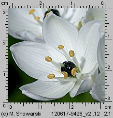 Ornithogalum arabicum (śniedek arabski)