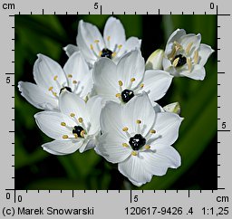 Ornithogalum arabicum (śniedek arabski)