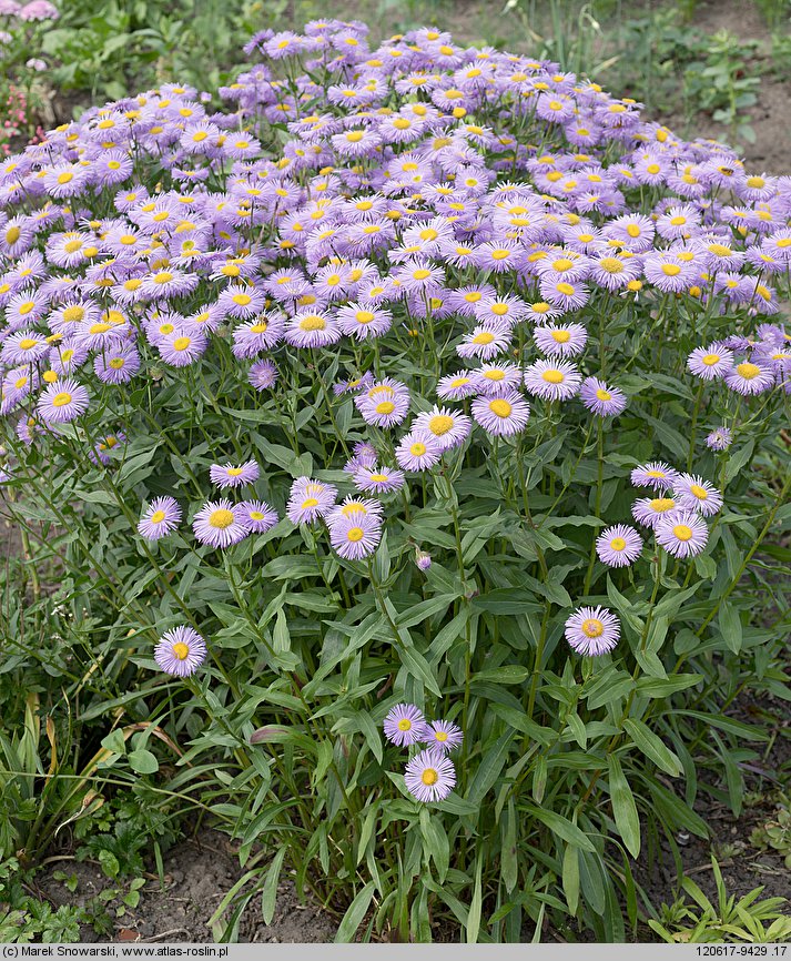 Erigeron speciosus (przymiotno okazałe)