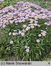 Erigeron speciosus (przymiotno okazałe)