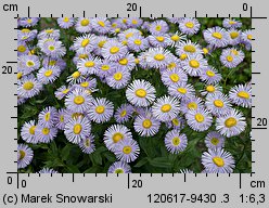 Erigeron speciosus (przymiotno okazałe)