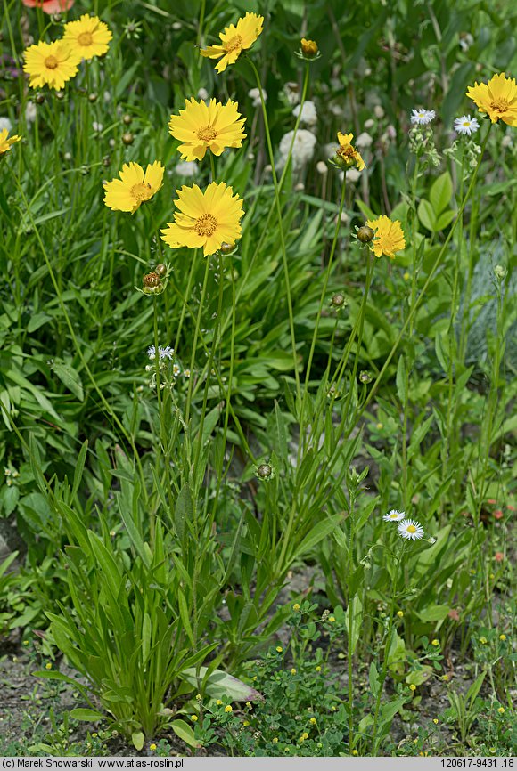 Coreopsis grandiflora (nachyłek wielkokwiatowy)