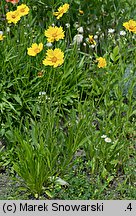 Coreopsis grandiflora (nachyłek wielkokwiatowy)