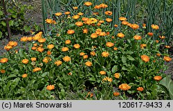 Calendula officinalis (nagietek lekarski)