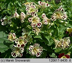 Mimulus ×hybridus (kroplik tygrysi)