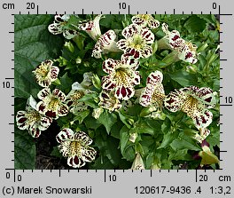 Mimulus ×hybridus (kroplik tygrysi)