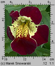 Mimulus ×hybridus (kroplik tygrysi)