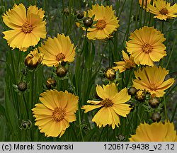 Coreopsis grandiflora (nachyłek wielkokwiatowy)