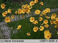 Coreopsis grandiflora (nachyłek wielkokwiatowy)