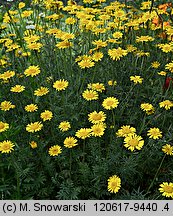 Anthemis tinctoria (rumian żółty)