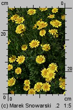 Anthemis tinctoria (rumian żółty)