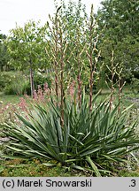 Yucca filamentosa (jukka karolińska)