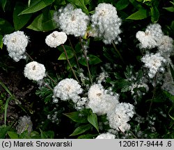 Anemonoides sylvestris (zawilec wielkokwiatowy)