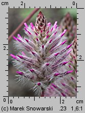Ptilotus exaltatus