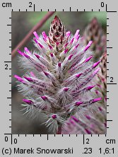 Ptilotus exaltatus